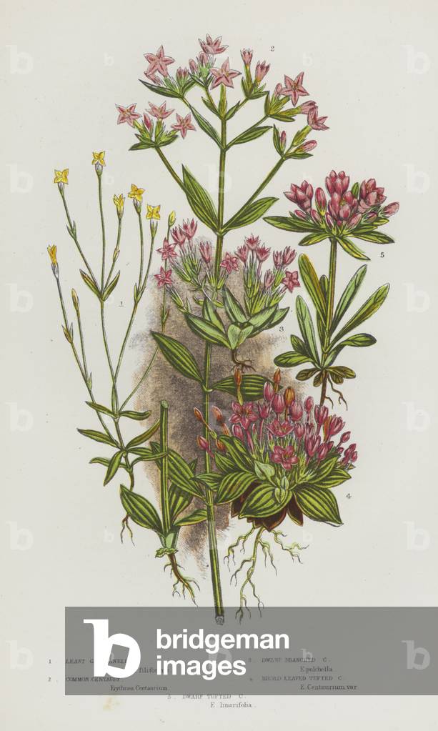The Flowering Plants of Great Britain, c.1880 (litho)