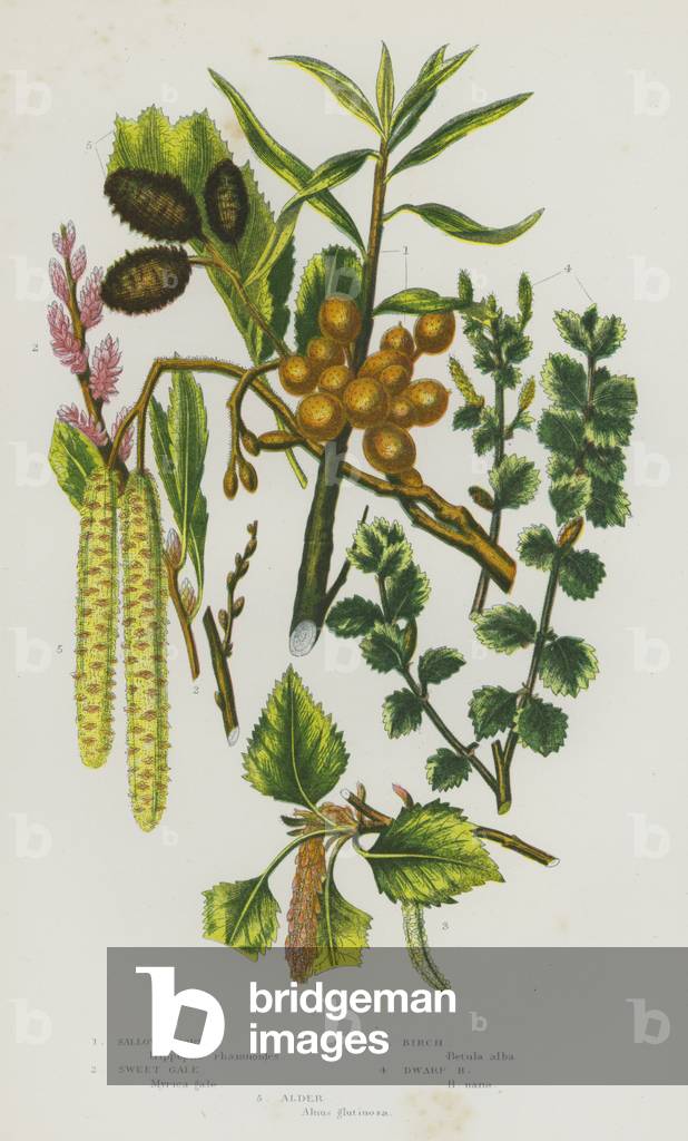 Flowering Plants of Great Britain: Sallow Thorn, Sweet Gale, Birch, Dwarf Birch, Alder (colour litho)
