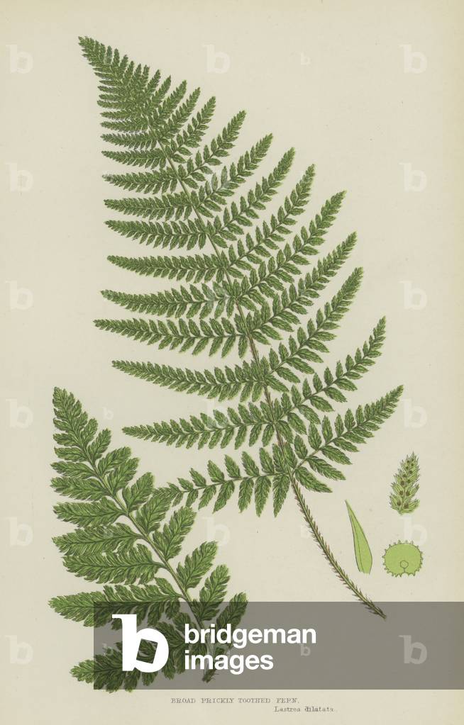 Broad Prickly Toothed Fern (colour litho)