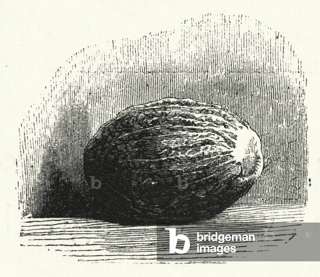 Nutmeg (engraving)