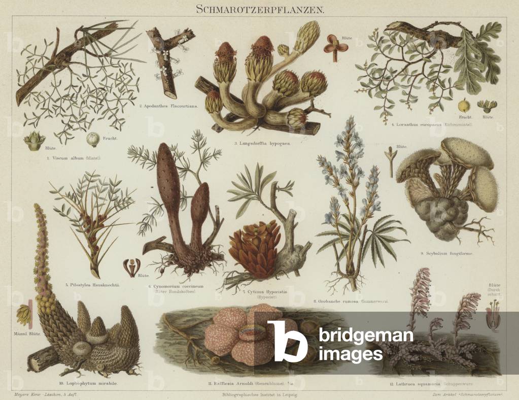 Parasitic plants (colour litho)