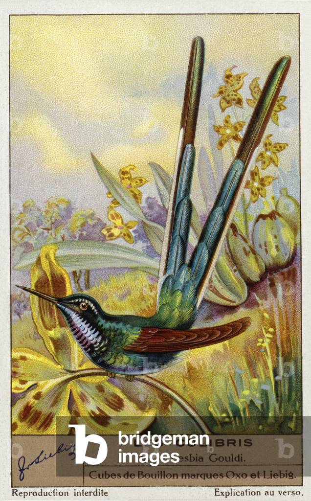 Bogota trainbearer (Lesbia gouldi) (chromolitho)