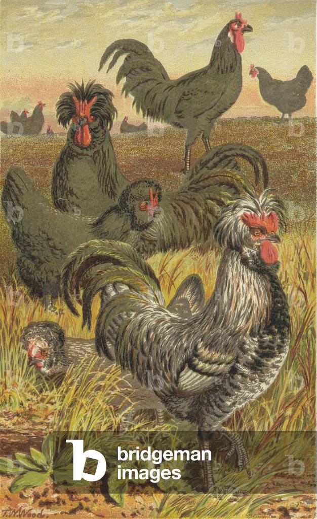 The poultry of France (colour litho)