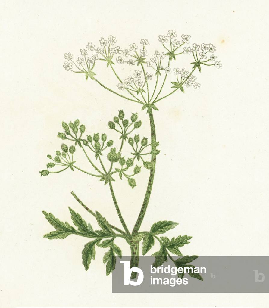 Common Hemlock, Conium Maculatum (colour litho)