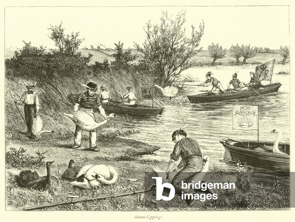 Swan-Upping (engraving)