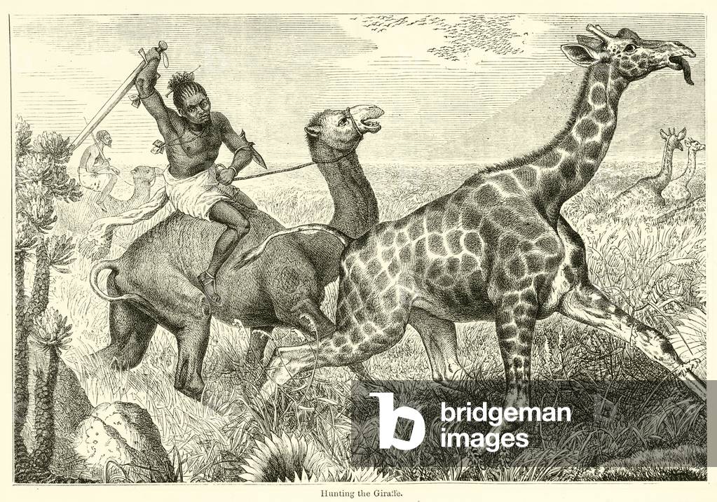 Hunting the Giraffe (engraving)