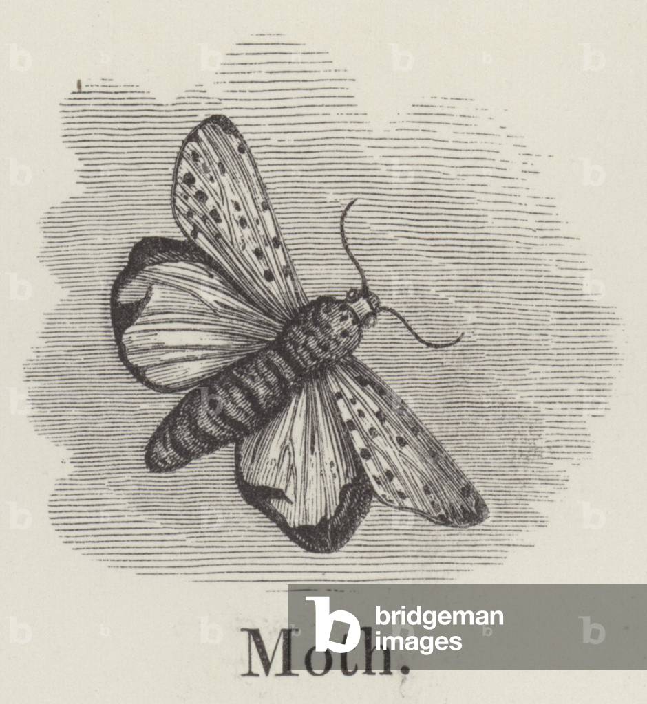 Moth (engraving)