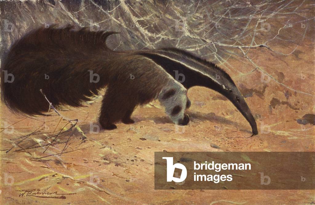 Great Ant-Eater (colour litho)