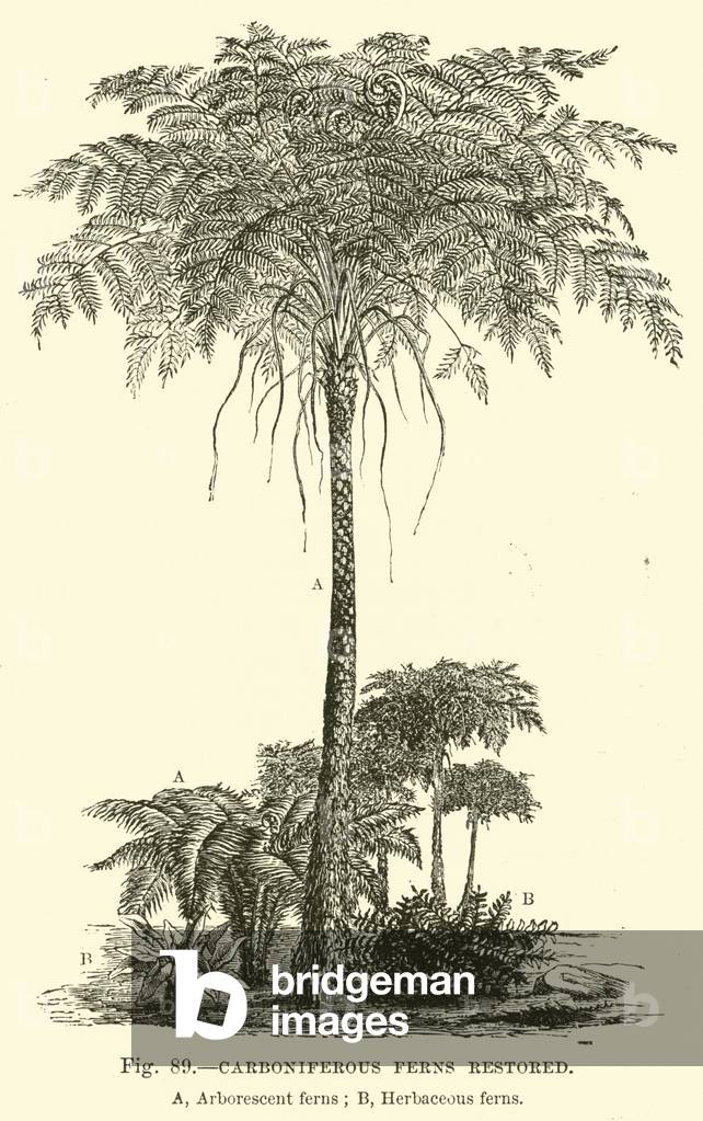 Carboniferous Ferns restored (engraving)