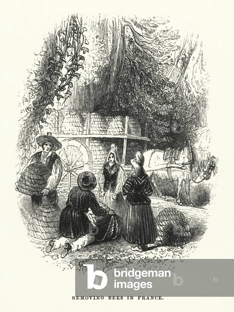 Removing Bees in France (engraving)