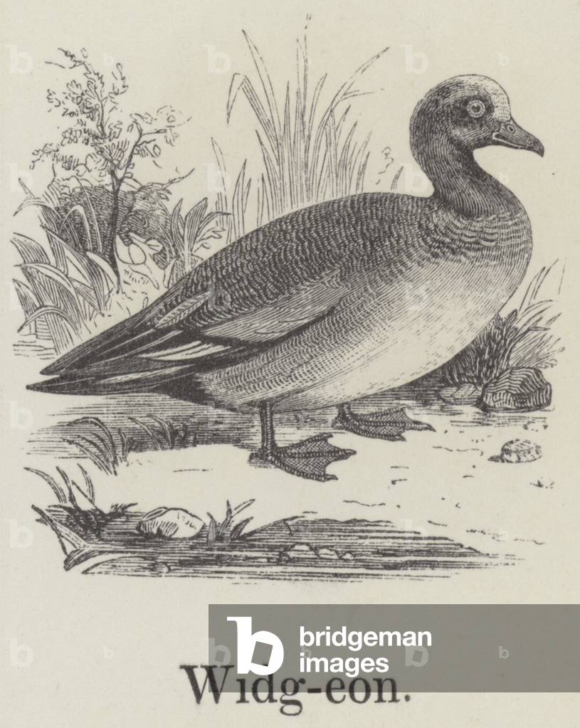 Widgeon (engraving)