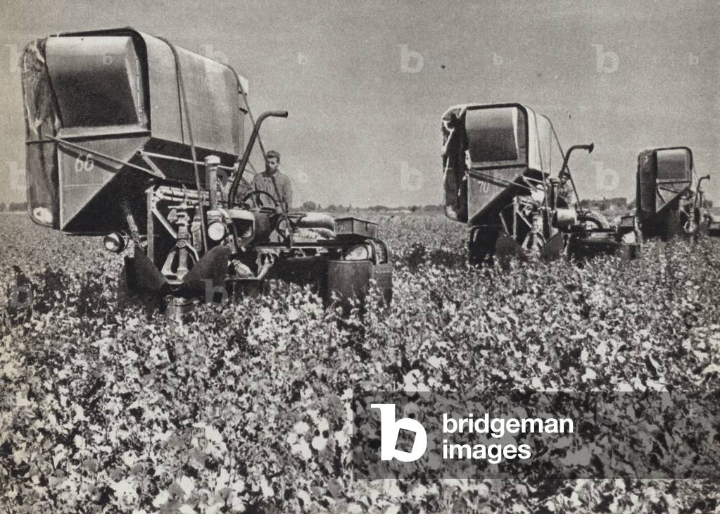 USSR circa 1960: Mechanized cotton picking in Uzbekistan (b/w photo)
