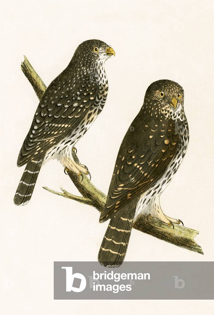 Strix Pusilla, illustration from 'A History of the Birds of Europe Not Observed in the British Isles' by Charles Robert Bree (1811-86), published 1867 (colour litho)
