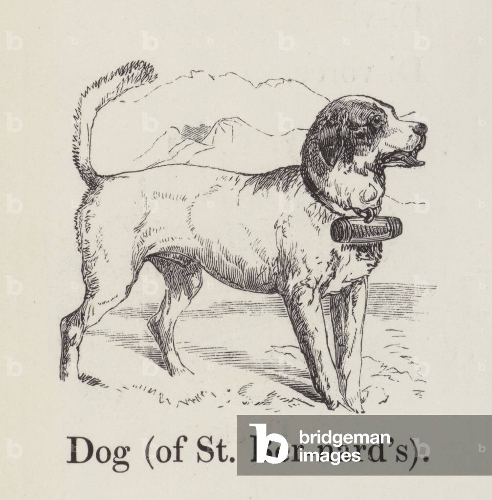 Dog (of St Bernard's) (engraving)