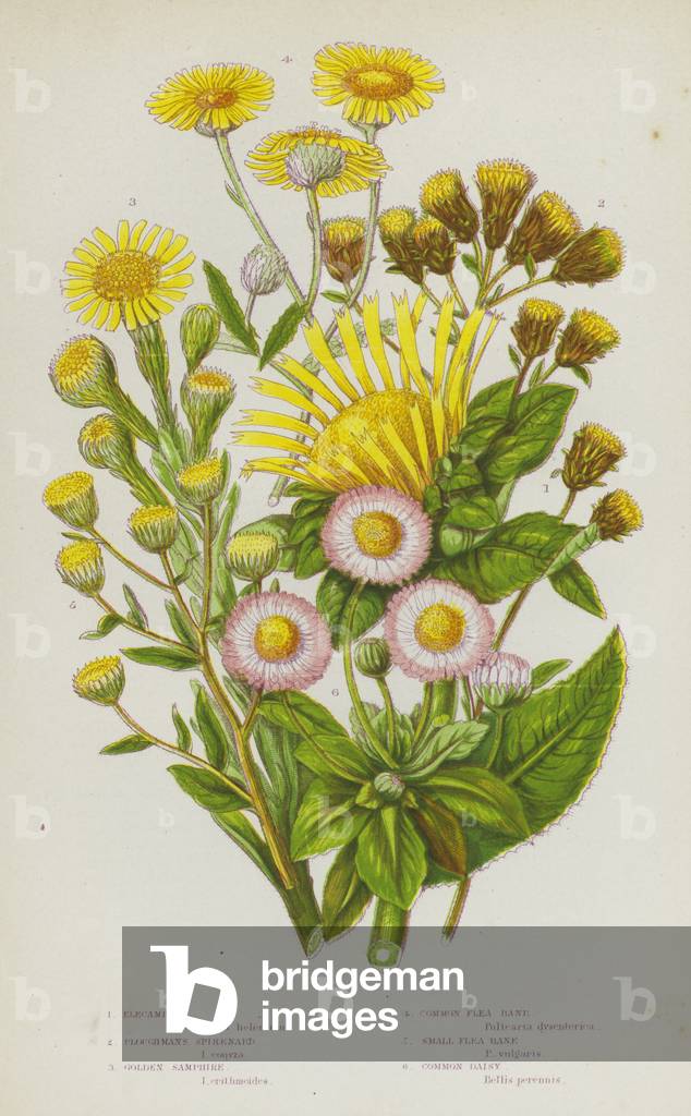 Flowering Plants of Great Britain: Elecampane, Ploughmans Spikenard, Golden Samphire, Common Flea Bane, Small Flea Bane, Common Daisy (colour litho)