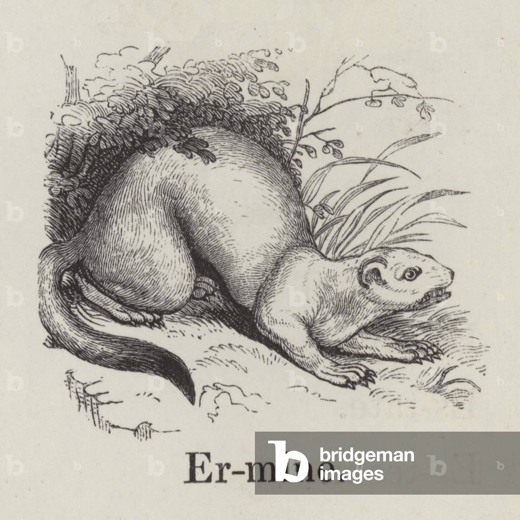 Ermine (engraving)