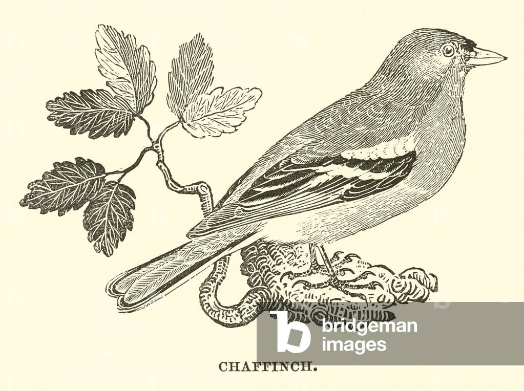 Chaffinch (engraving)