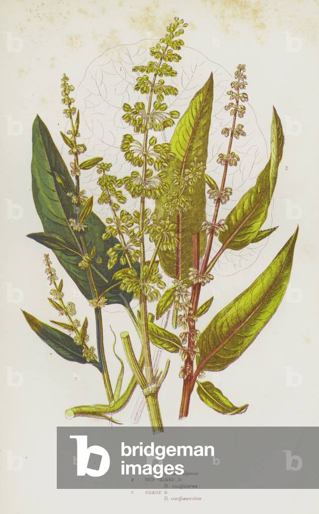Flowering Plants of Great Britain: Alpine Dock, Red Veined Dock, Sharp Dock (colour litho)