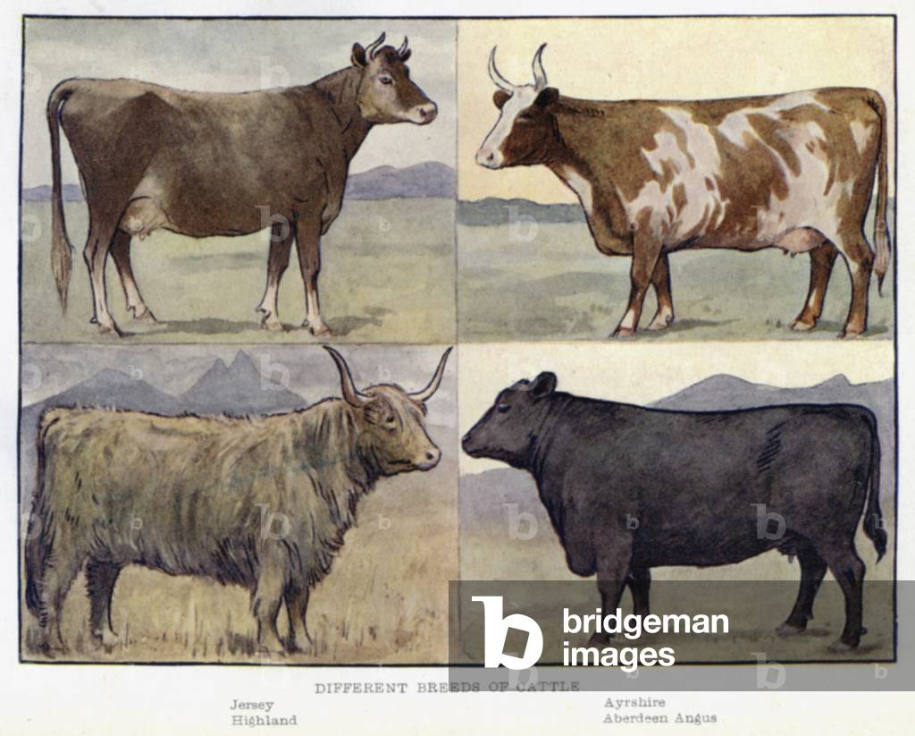 Different Breeds of Cattle (colour litho)
