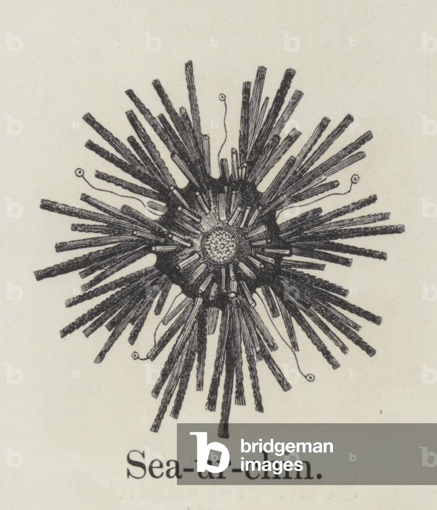Sea urchin (engraving)