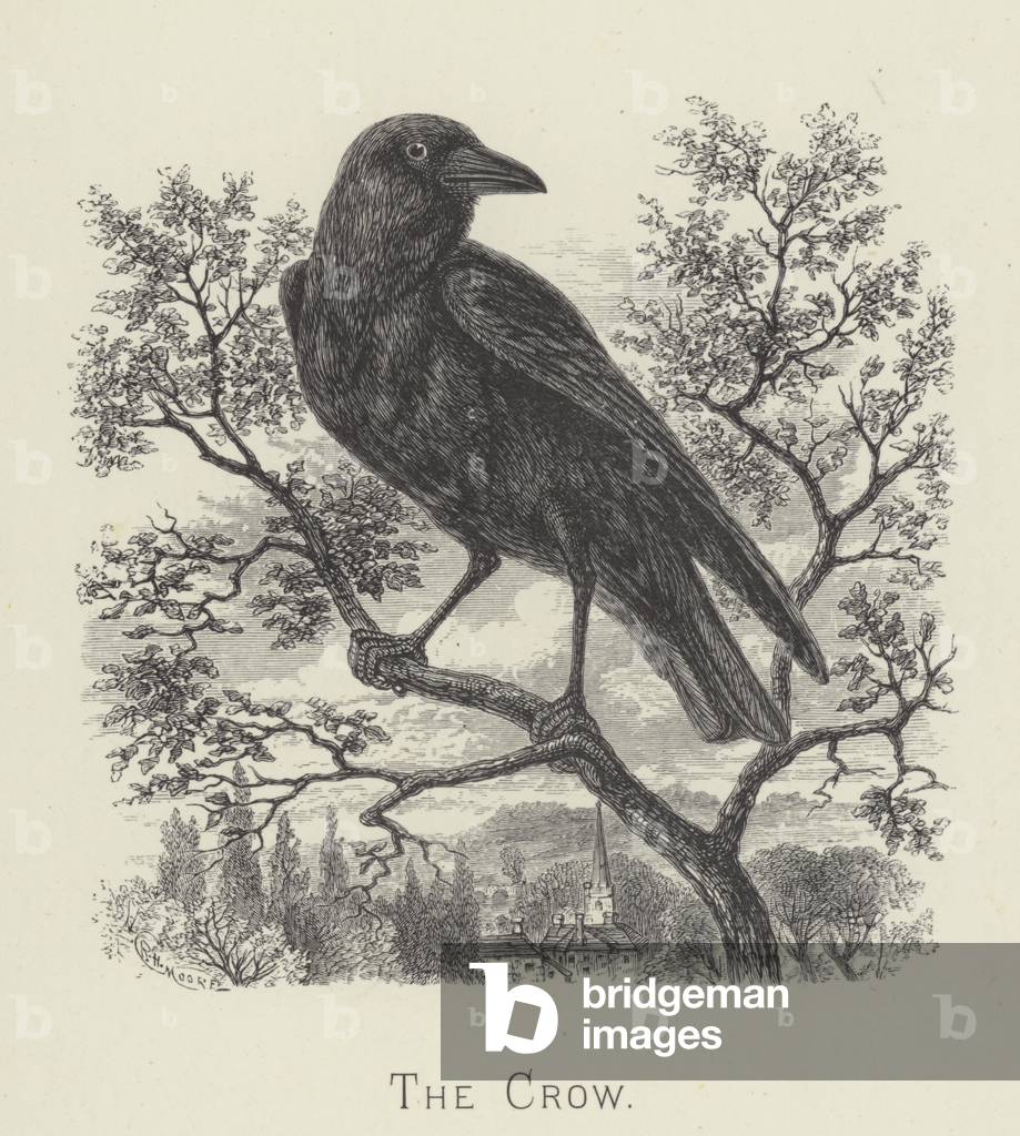 The crow (engraving)