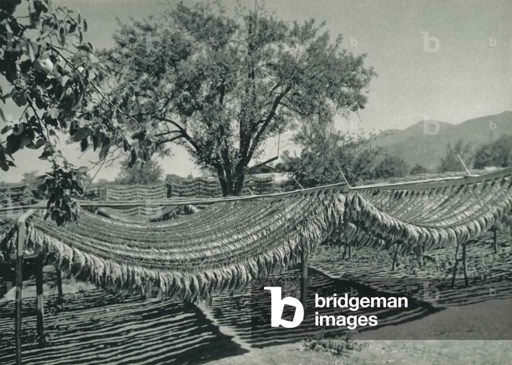 Turkey: Kuruyan tutun, Drying of tobaco (b/w photo)