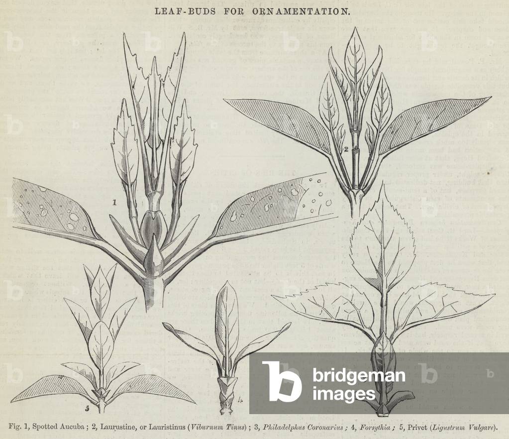 Leaf-Buds for Ornamentation (engraving)