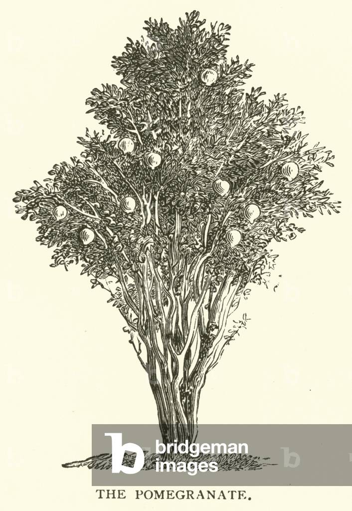 The Pomegranate (engraving)