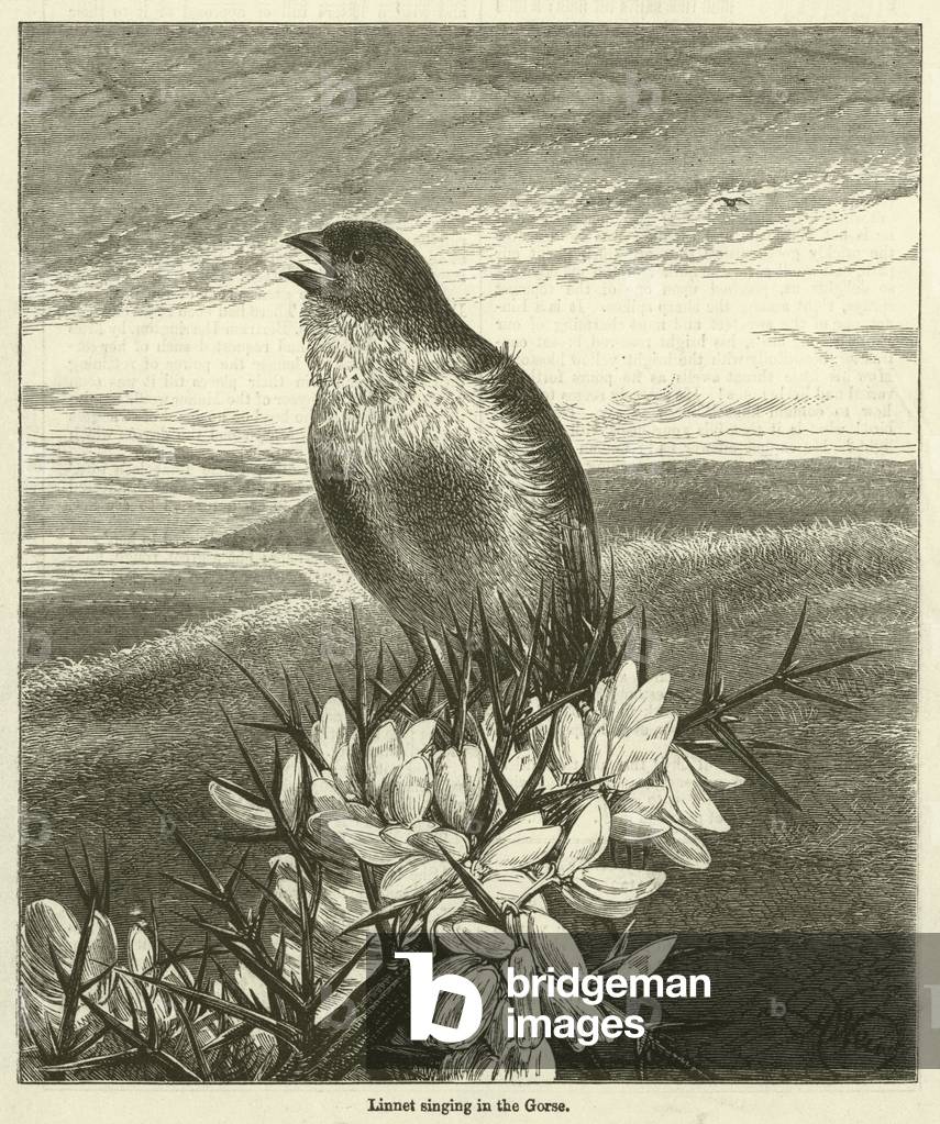 Linnet singing in the Gorse (engraving)