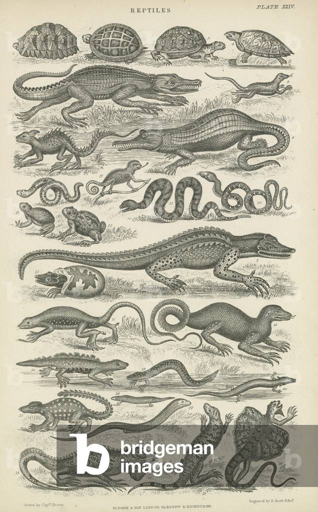 Reptiles (engraving)