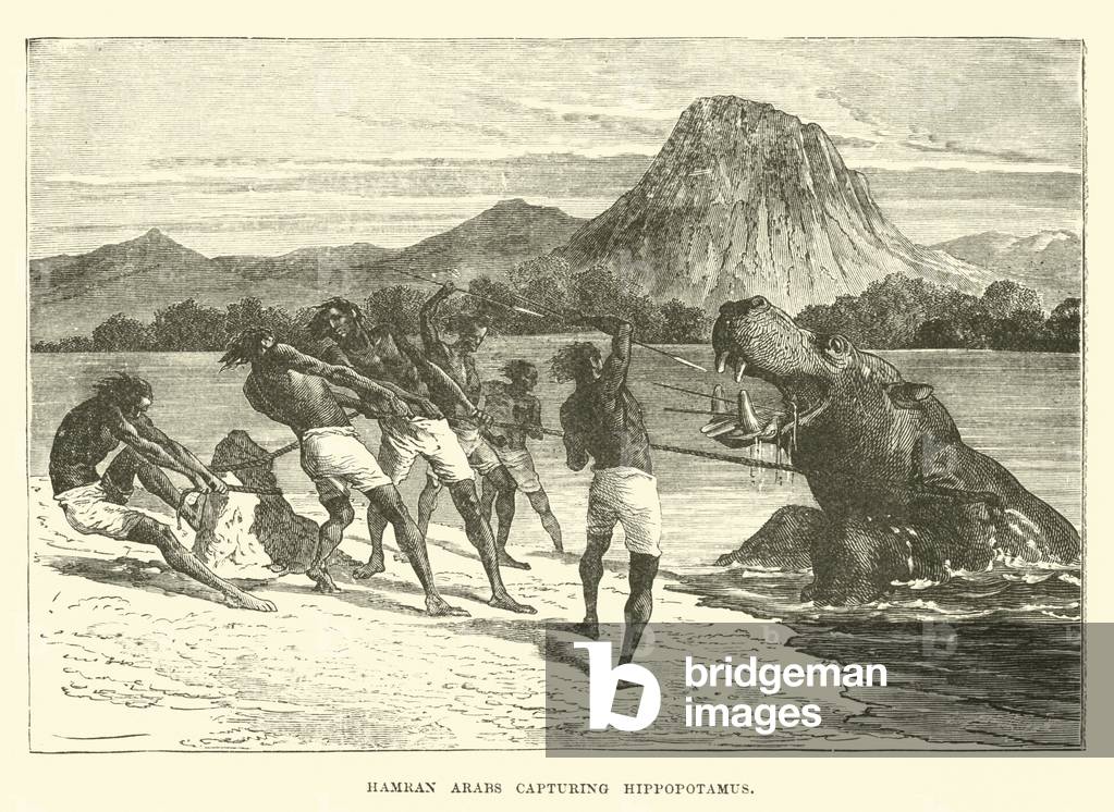 Hamran Arabs capturing hippopotamus (engraving)