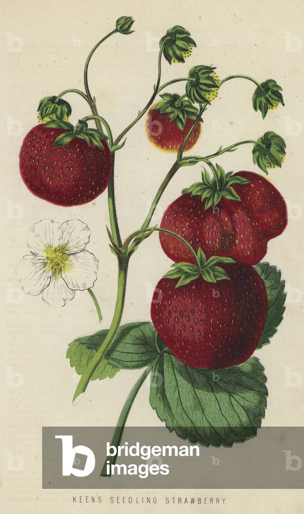 Keen's Seedling Strawberry (chromolitho)
