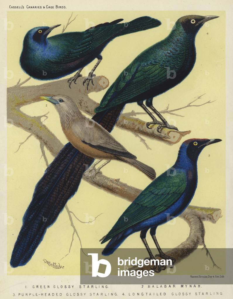 Green Glossy Starling, Malabar Mynah, Purple-Headed Glossy Starling, Long Tailed Glossy Starling (colour litho)