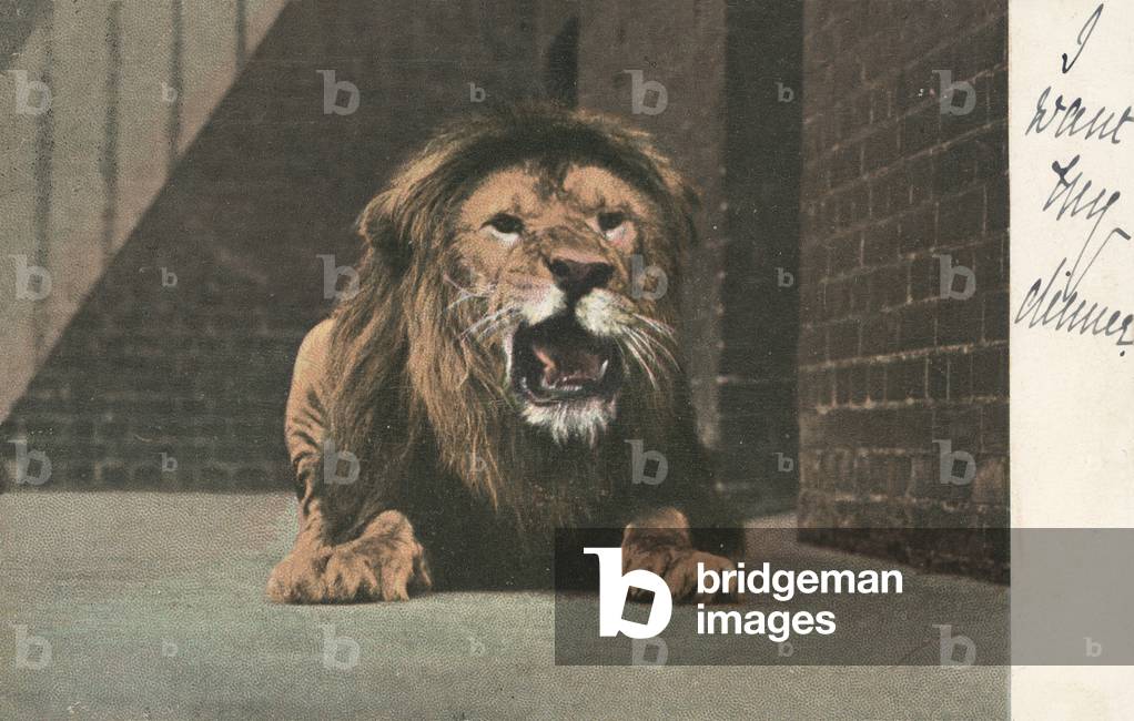 Lion in zoo, growling (colour photo)