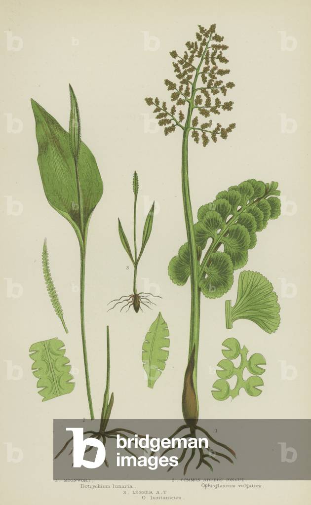 Moonwort, Common Adder's Tongue, Lesser Adder's Tongue (colour litho)
