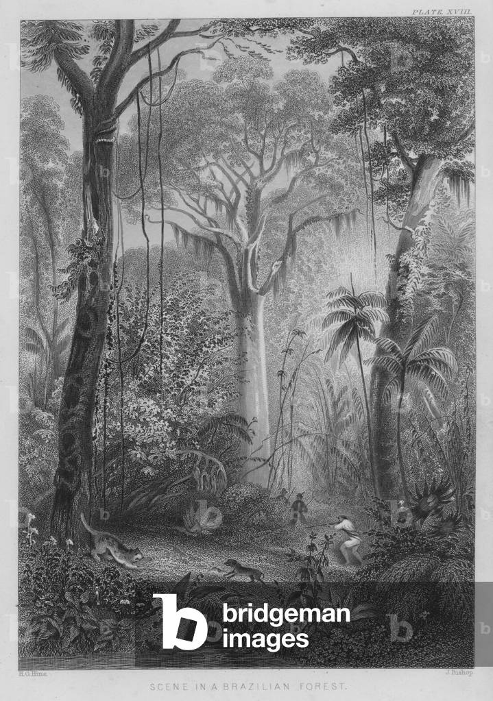 Scene in a Brazilian Forest (coloured engraving)