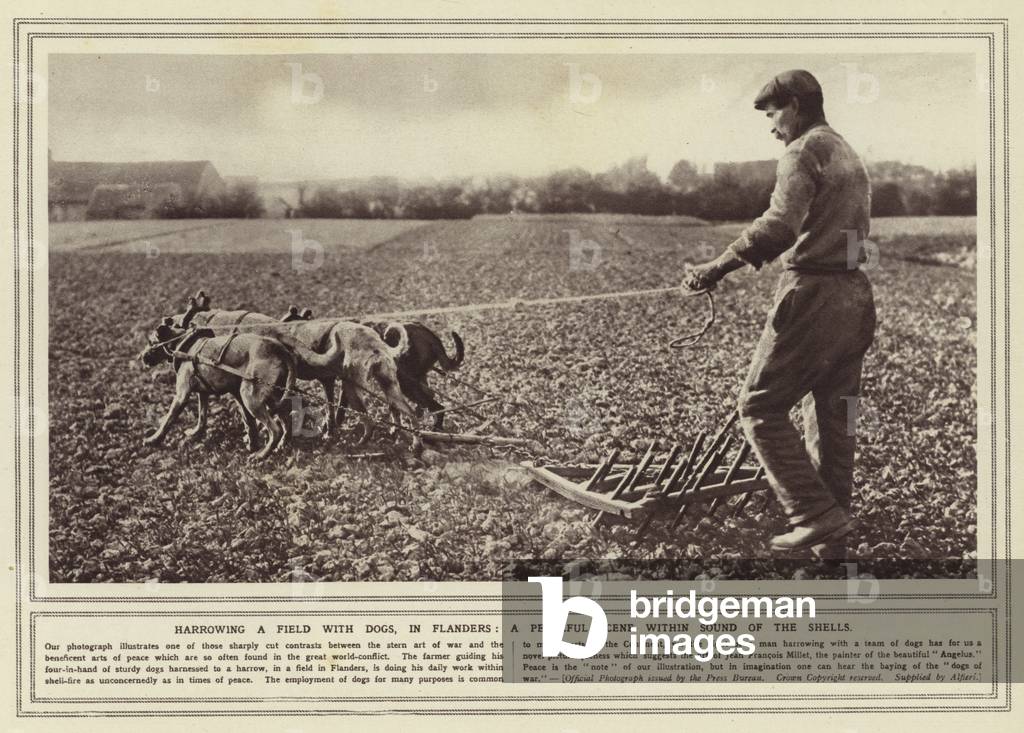 Harrowing a field with dogs, in Flanders, a peaceful scene within sound of the shells (b/w photo)
