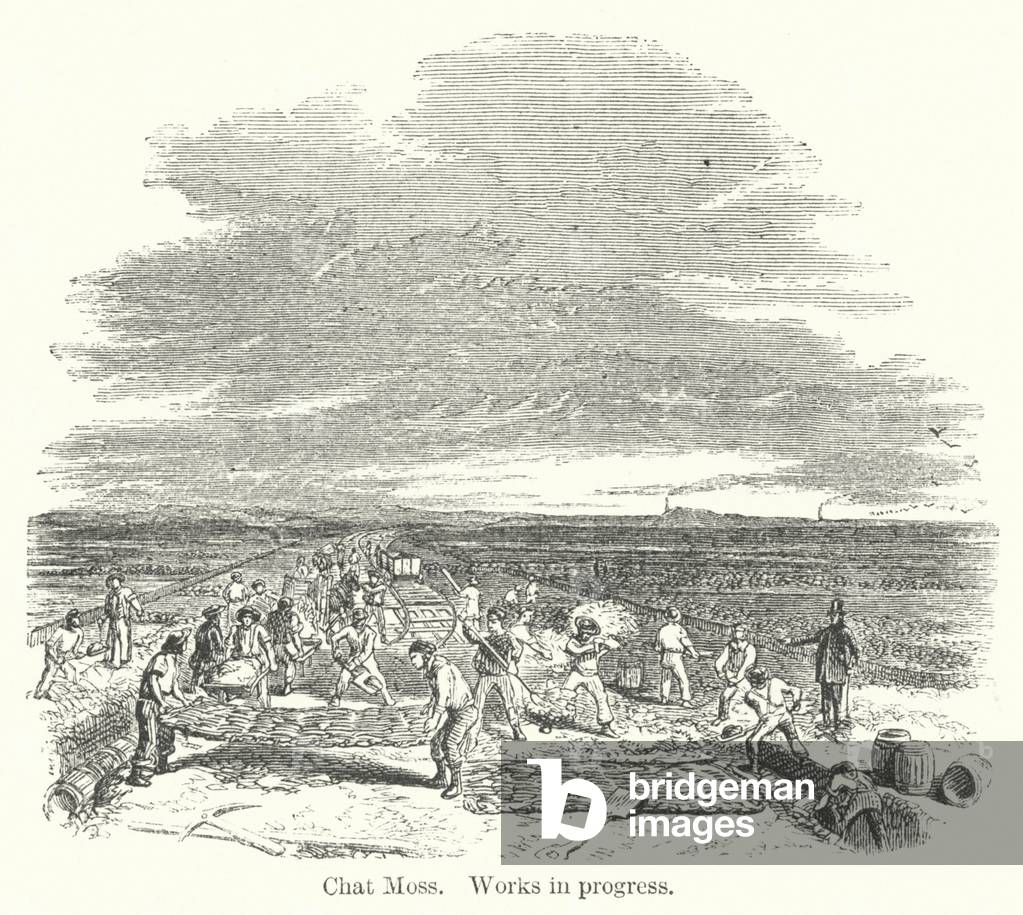 Chat Moss, works in progress (engraving)