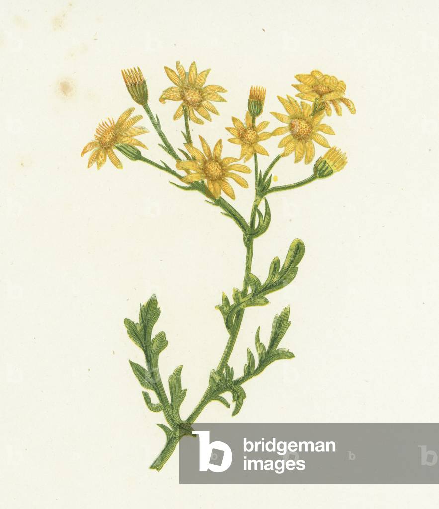Common Ragwort, Senecio Jacobaea (colour litho)