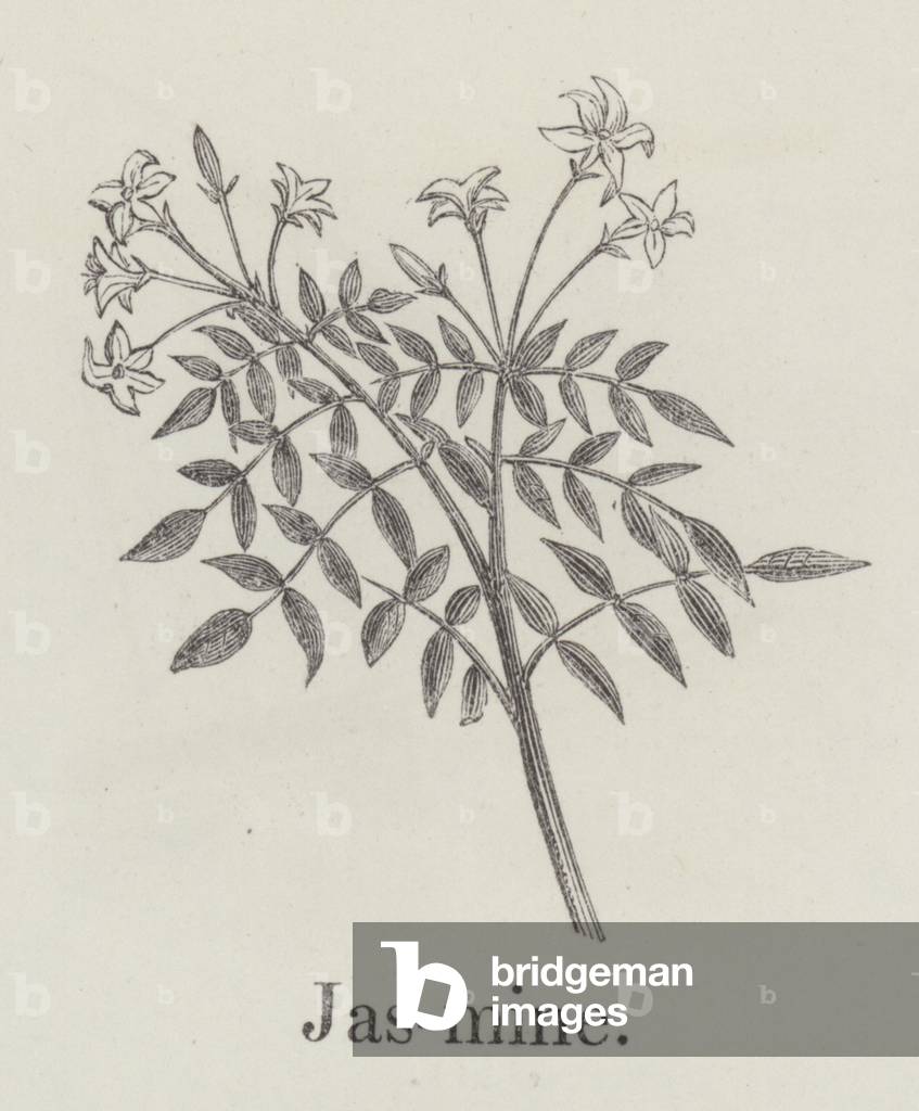 Jasmine (engraving)