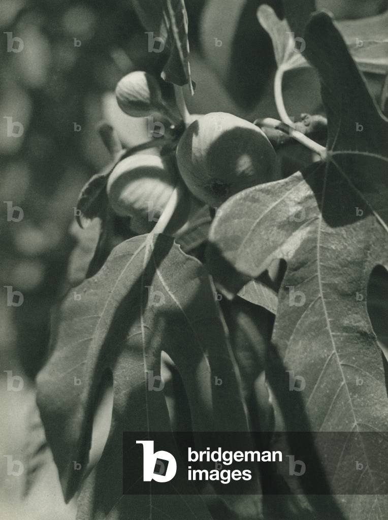 Turkey: Incir, Figs from Izmir (b/w photo)