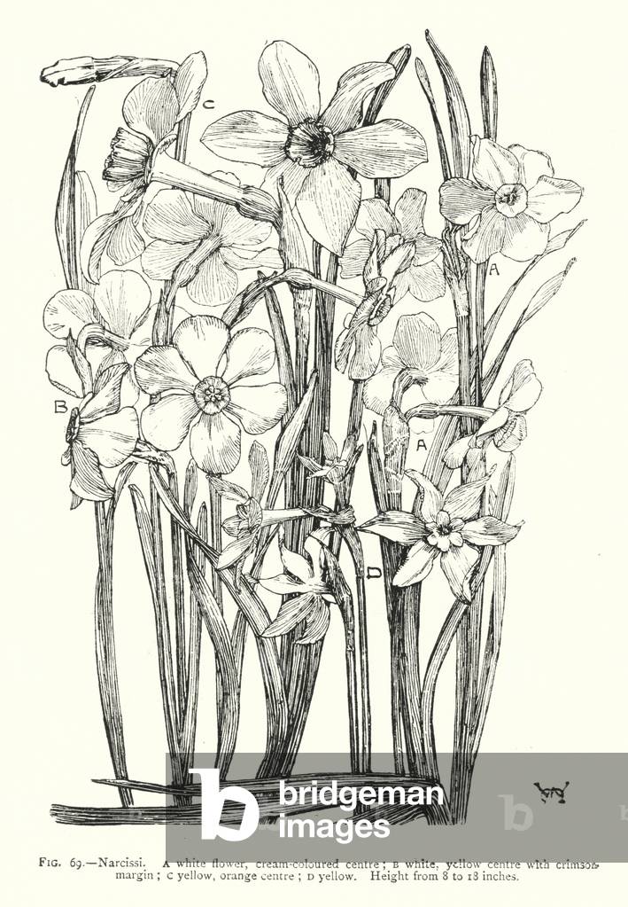 Narcissi; white flower, cream-coloured centre; white, yellow centre with crimson margin; yellow, orange centre; yellow; Height from 8 to 18 inches (engraving)