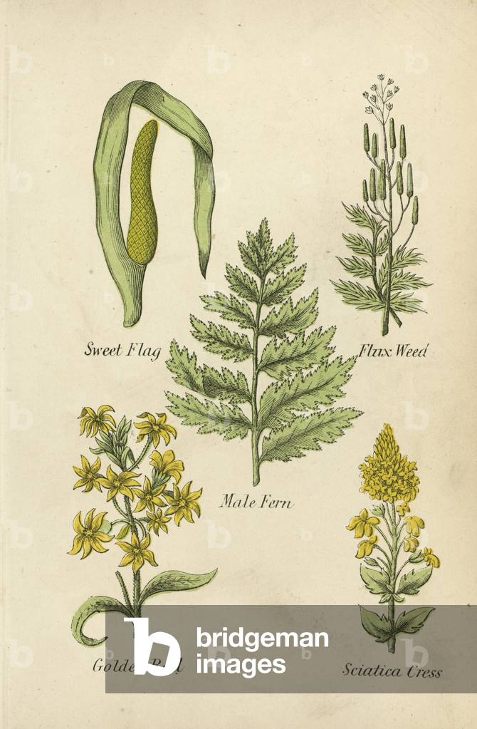 Sweet Flag, Flux Weed, Male Fern, Golden Rod, Sciatica Cress (colour litho)