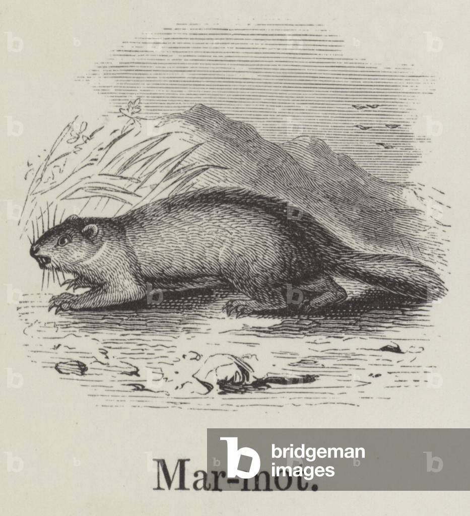 Marmot (engraving)