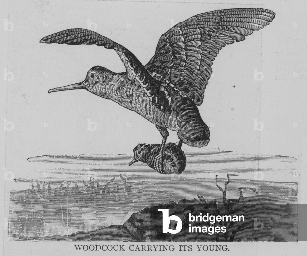 Woodcock Carrying its Young (engraving)