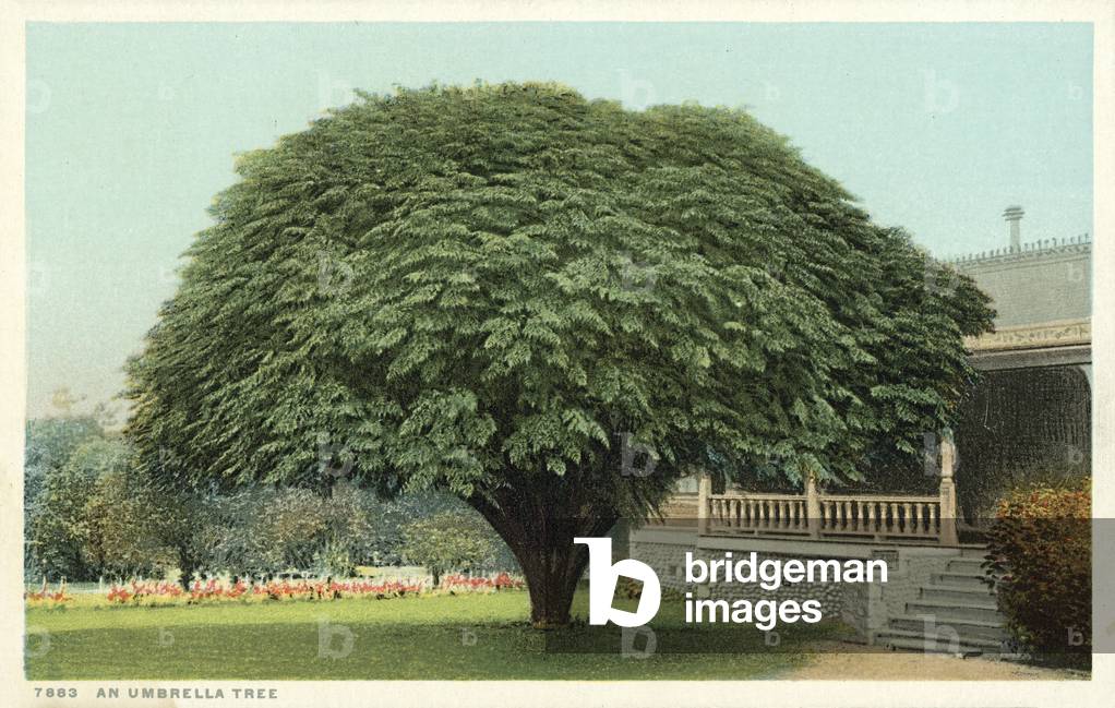 The Umbrella Tree (colour photo)