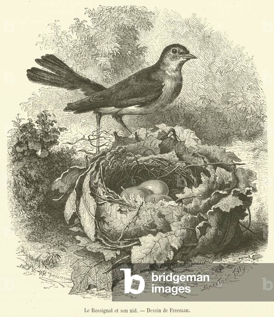 Le Rossignol et son nid (engraving)