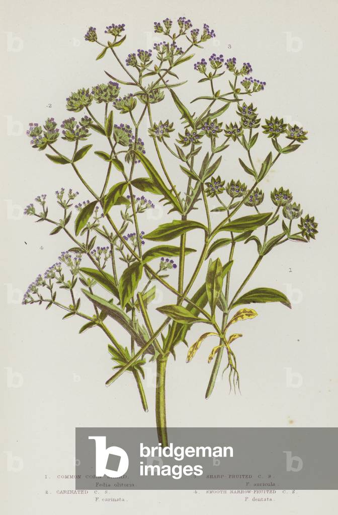 Flowering Plants of Great Britain: Common Corn Salad, Carinated Corn Salad, Sharp-Fruited Corn Salad, Smooth Narrow-Fruited Corn Salad (colour litho)