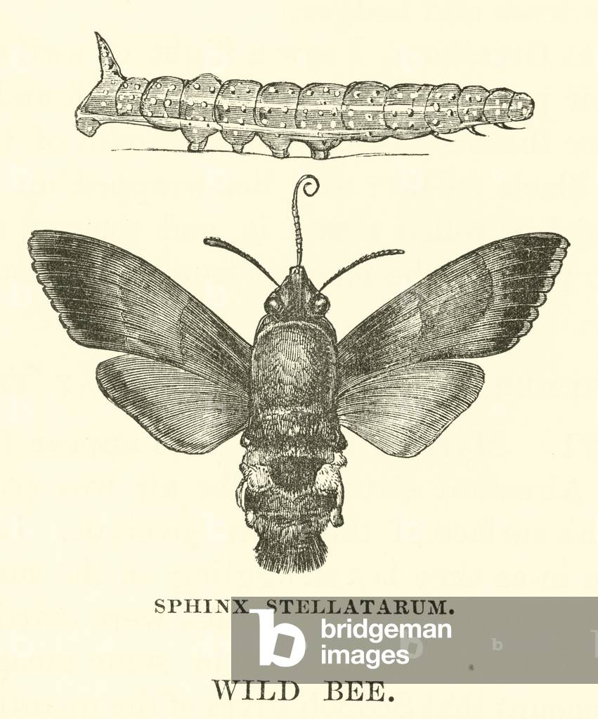 Sphinx Stellatarum, Wild Bee (engraving)