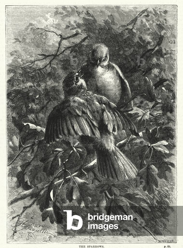 The sparrows (engraving)